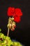 Single red geranium flower in the flowerpot