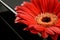 Single red gerbera