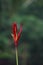 single red Heliconia psittacorum flower blooming after the rain