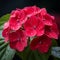 A single red hydrangea flower covered in small rain drops