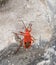 Single Red Kapok Bug climbing on rock (Probergrothius nigricornis), Thailand