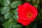 Single red knockout rose