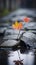 a single red leaf sits on a rock in a puddle