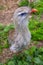 Single Red-legged Seriama known also as Crested Cariama in a zoo