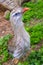 Single Red-legged Seriama known also as Crested Cariama in a zoo