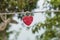 Single red love lock on the railing