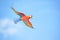 single red macaw in mid-flight, clear blue sky backdrop