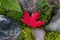 Single Red Maple Leaf in final fall stage color