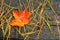 A Single Red and Orange Maple Leaf