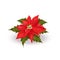 Single red poinsettia flower Christmas star with green leaves, close up