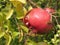 Single red pomegranate fruit on the tree in leaves . Particular view of inside red berries