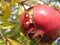 Single red pomegranate fruit on the tree in leaves . Particular view of inside red berries