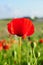 Single red poppy