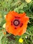 Single red poppy flower against a background of verdant growth