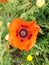 Single red poppy flower against a background of verdant growth