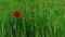 Single red poppy flower blooming in green grass field at summer day. Papaver