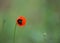 Single red poppy flower, Papaver dubium, blurred green grass background, nature outdoors, meadow with wild flowers macro