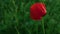 Single red poppy flower swaying wind. Beauty nature background loneliness