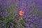 Single Red Poppy in Lavender.