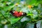 Single Red Postman Butterfly or Common Postman (Heliconius melpomene)