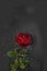 A single red rose against a black gloomy background. Postcard, background for mourning, funeral