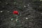 Single red rose flower growing up from dry dark wasteland neglected ground, unfocused background of loneliness concept picture