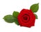 Single red rose flower with leaf