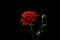 Single red rose flower, raised up, on black isolated background, in rays of light