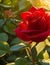 A single red rose flower in a sun-dappled garden, its petals glistening in the morning dew.