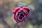 A single red rose frozen in a winters frost