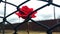 a single red rose is growing through a chain link fence in front of a fenced in area with a brown fence and a brown wall in the