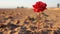 a single red rose growing in the middle of a field