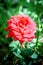 A single red rose home on green background