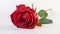 Single red rose on a minimalist white background