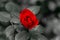 Single red rose with a monochrome grey background