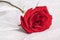 Single Red Rose on White Tulle Fabric Background