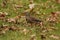 Single red-shafted Northern Flicker in the grass with fallen leaves