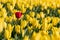 A single red tulip in a field full of yellow tulips