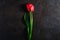 Single red tulip flower on textured black background