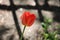 Single red tulip in spring