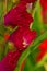 A single, red vibrant gladiola, closeup in a field, like a garland at the side of the picture