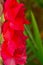 A single, red vibrant gladiola, closeup in a field, like a garland at the side of the picture