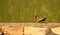 Single red wattled lapwing bird