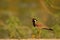 Single red wattled lapwing bird