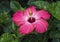 A single red and white hibiscus flower in bright sunlight