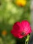 Single Red Wildflower in Field - Flower Macro
