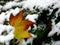 Single red yellow discolored maple leaf on snowy conifer