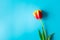 Single red yellow tulip with copy space on vibrant blue background. Concept springtime