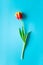 Single red yellow tulip on vibrant blue background, vertical. Concept springtime