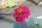 Single red zinnia flower blooming beside a river